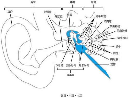 耳の解剖図