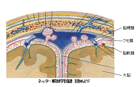 頭蓋骨・硬膜・クモ膜・軟膜の図