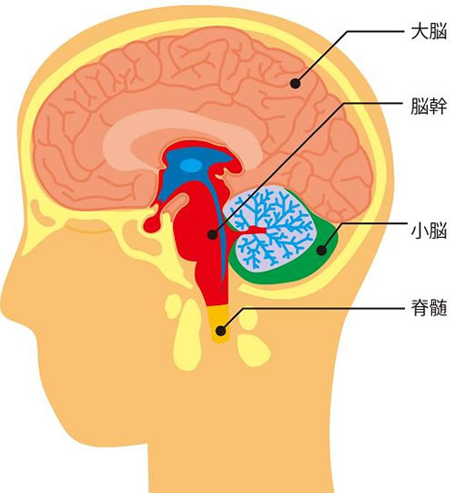 脳の解剖図