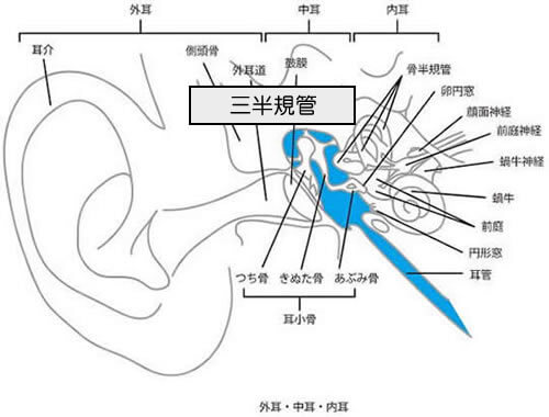 耳の解剖図